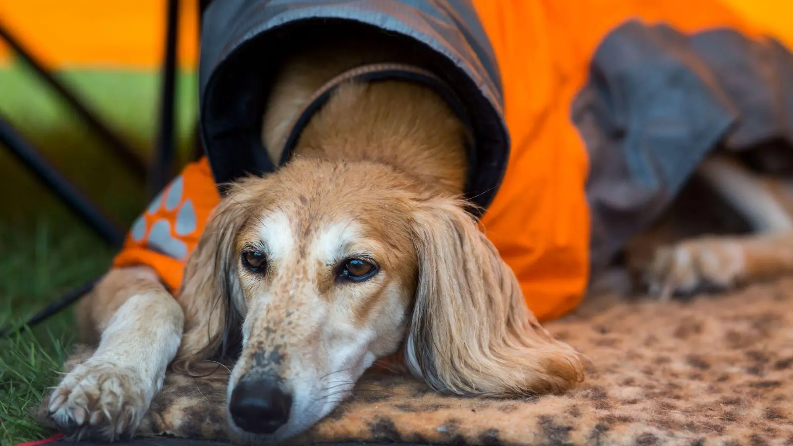Kann der Hund nicht allein zu Hause bleiben, kann man ihm abseits des Festivaltrubels ein angenehmes Plätzchen bereiten – zum Beispiel mit seiner Lieblingsdecke. (Foto: Jens Büttner/dpa/dpa-tmn)