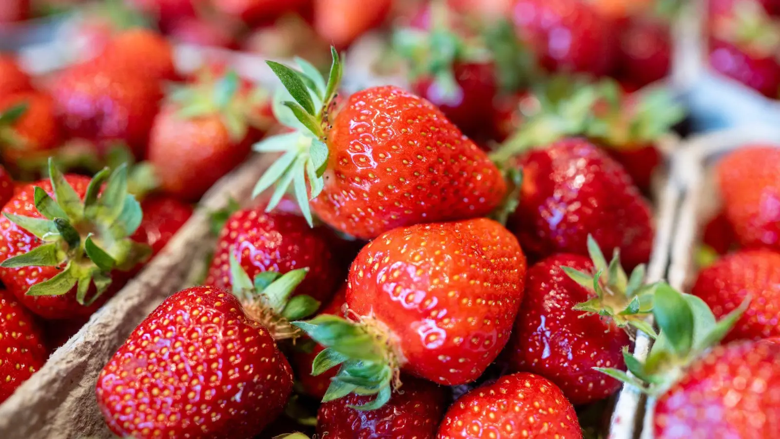 Sauber und sicher: Stiftung Warentest fand in keiner der zwölf Erdbeerproben gesundheitlich bedenkliche Rückstände. (Foto: Armin Weigel/dpa/dpa-tmn)