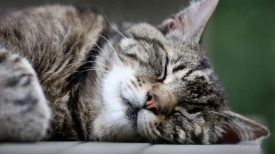 Katzen schlummern einer Studie zufolge am liebsten auf der linken Seite liegend. (Archivbild) (Foto: picture alliance / dpa)