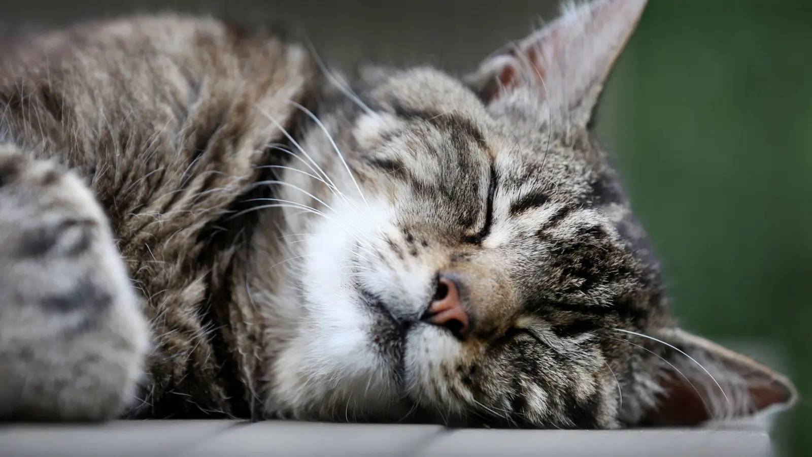 Katzen schlummern einer Studie zufolge am liebsten auf der linken Seite liegend. (Archivbild) (Foto: picture alliance / dpa)
