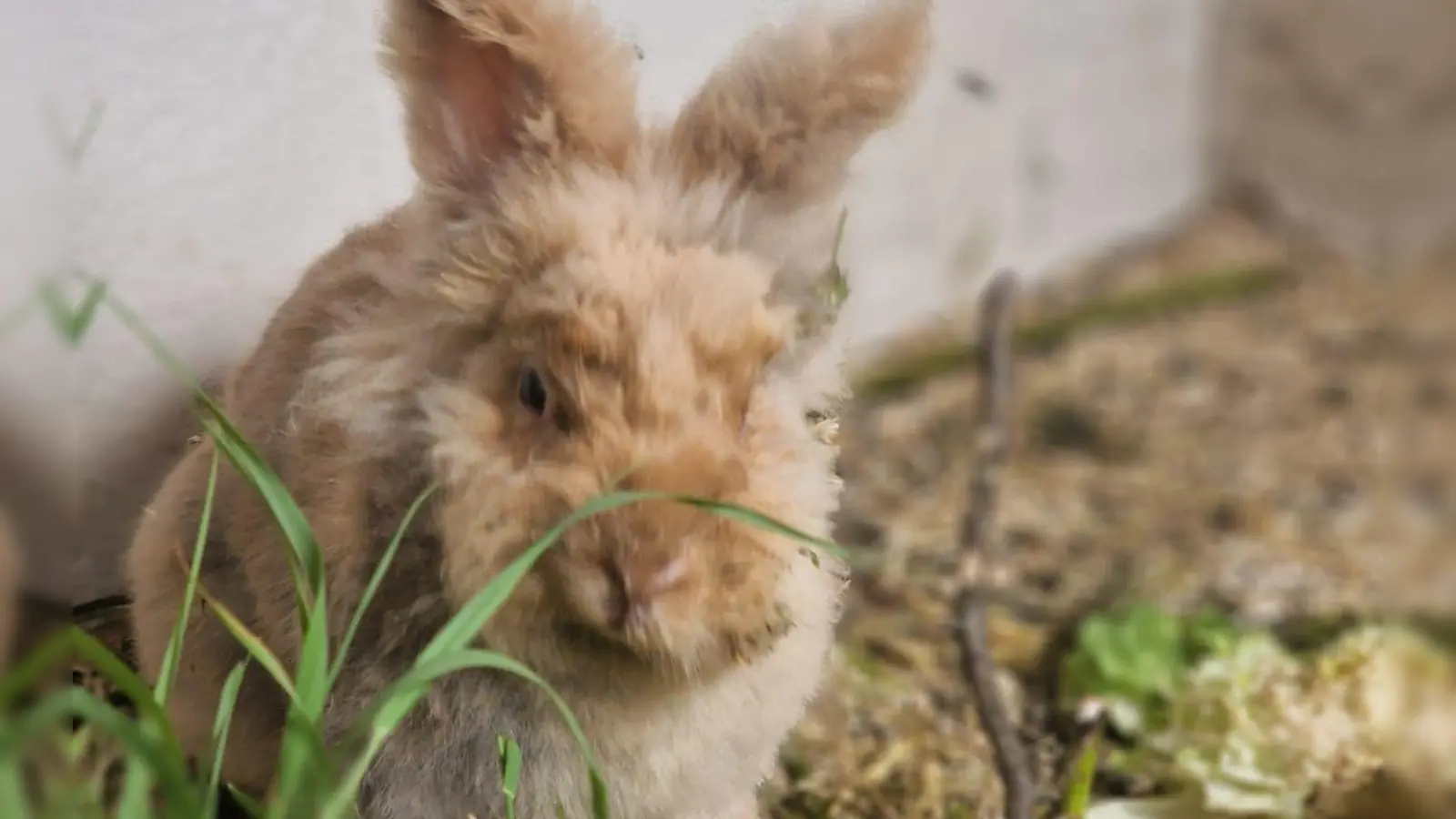Fluffy geht es nach seiner Verletzung wieder besser. Solche Momente zeigen Aileen Schuler, dass sich ihr Einsatz auszahlt. (Foto: Aileen Schuler)