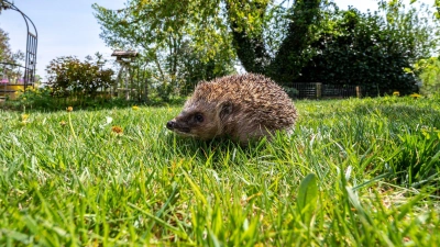 Schutz für Igel &amp; Co.: Weil die kleinen Tiere gern mal in Rohre tapsen, sollte man Vorkehrungen dagegen treffen. (Foto: Armin Weigel/dpa/dpa-tmn)
