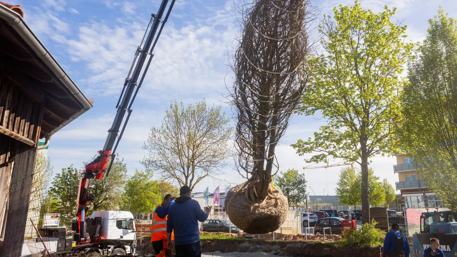 Eine Sumpfzypresse wird auf die Insel an der Erkenbrechtallee gepflanzt und soll ein Hingucker bei der Landesgartenschau 2027 werden. (Foto: Evi Lemberger)