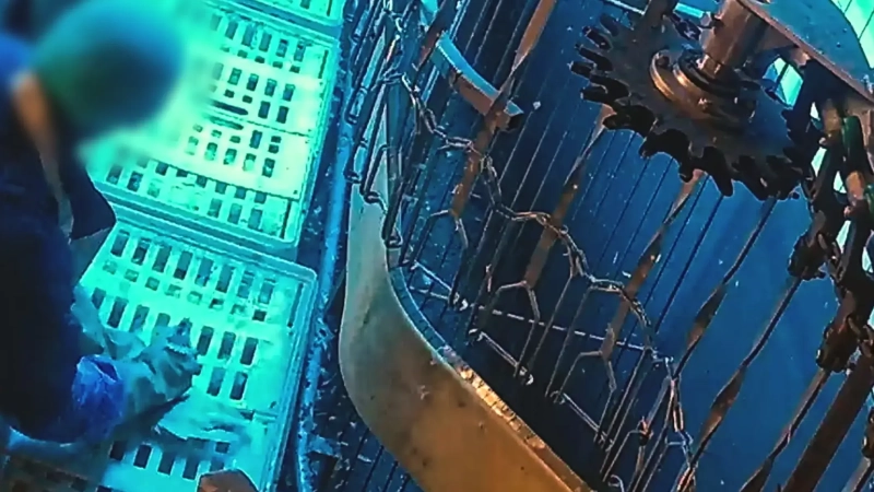 Im Tierschutz-Skandal um einen Schlachthof in Wassertrüdingen sollte ein Gutachten klären, ob auch bauliche Mängel an den Maschinen zu Tierquälereien geführt hatten. (Archivbild: Aninova)