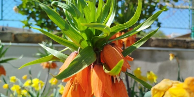 Bunte Vielfalt: Im Mai kann man wieder so richtig Leben und Farbe in den Garten bringen. (Foto: Christian Treffer)