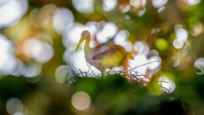 Die Woche soll freundlicher als die vergangene werden. (Illustration) (Foto: Pia Bayer/dpa)
