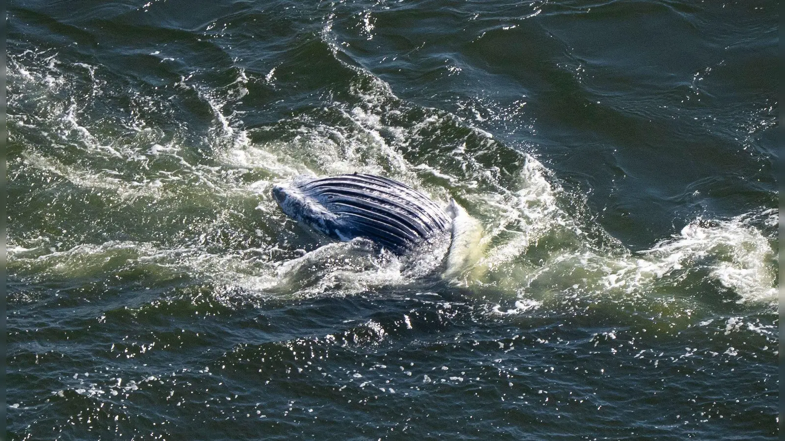 Im Greifswalder Bodden ist ein toter Wal entdeckt worden. (Foto: Philip Dulian/dpa)