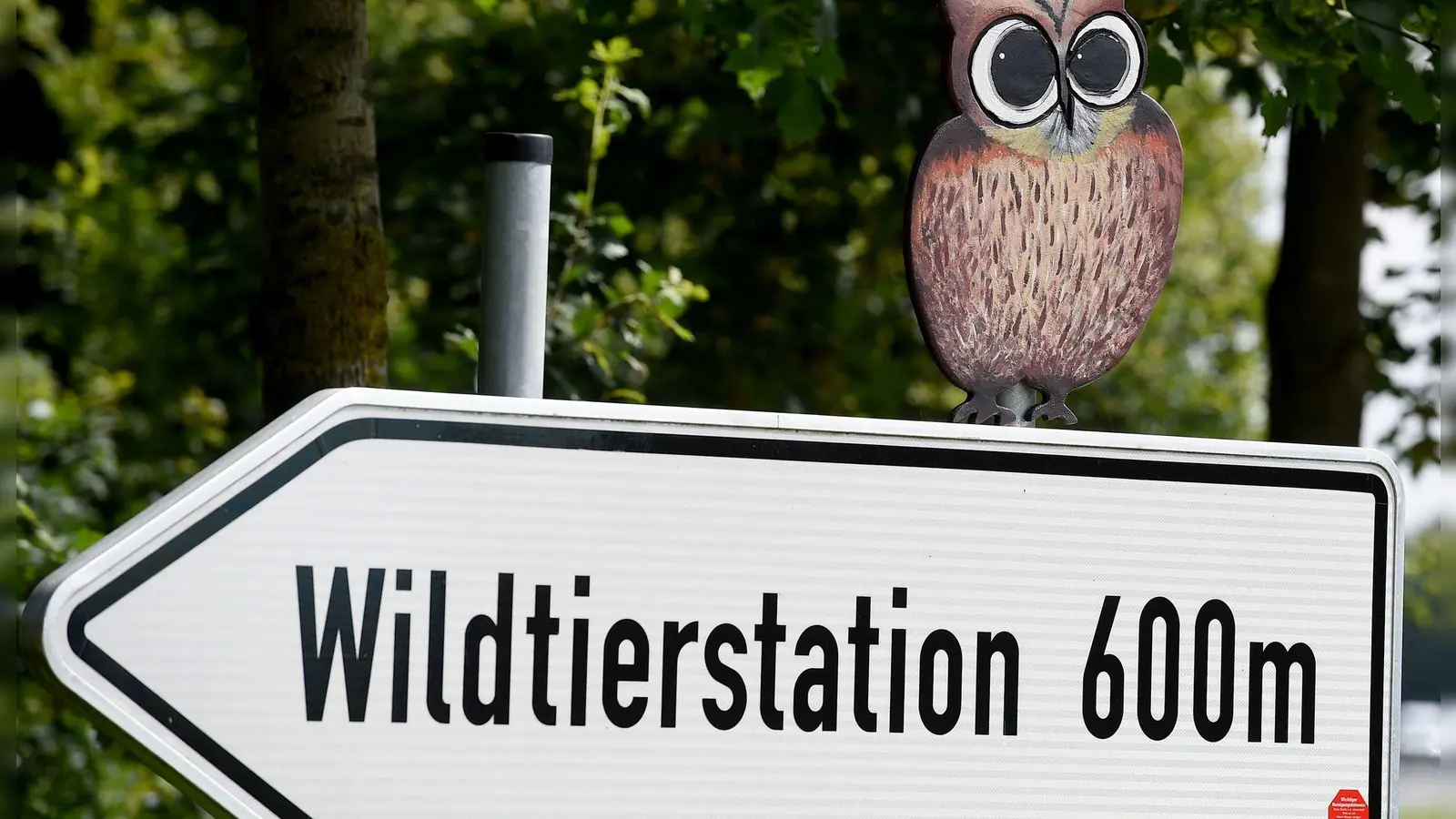 Der Hamburger Wolf soll nach Sachsenhagen gebracht worden sein.  (Foto: picture alliance / dpa)