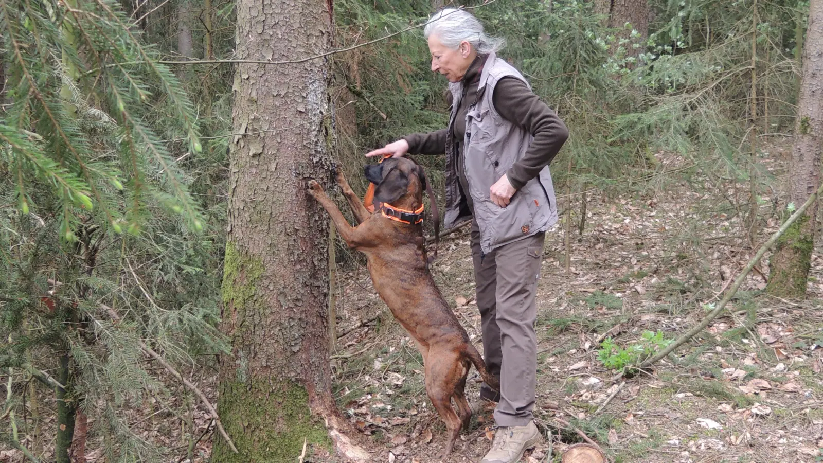 Käferspürhündin Lara hat einen Baum gefunden, der von Borkenkäfern befallen ist. Das zeigt sie an, indem sie ihre Vorderpfoten gegen den Stamm drückt. Für den Erfolg gibt es Leckerli von Frauchen Margarethe Schönleben-Leuprecht. (Foto: Peter Zumach)