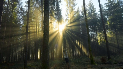 Beim Spazierengehen im Wald ist eine 24-Jährige gestürzt. (Symbolbild)  (Foto: Malin Wunderlich/dpa)