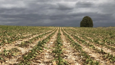 Ein Zuckerrübenfeld nach einem Befall der Schilfglasflügelzikade.  (Symbolbild: Verband Fränkischer Zuckerrübenbauer/Christoph Ott)
