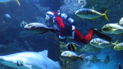 Taucher in Weihnachtsmannkostümen treten in der Sea Life Bangkok Ocean World in Bangkok auf. (Foto: Rachen Sageamsak/XinHua/dpa)