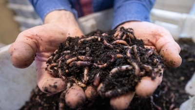 Ein Glück für alle Gartenbesitzer, wenn sie viele Regenwürmer in ihren Böden haben. Die nimmermüden Tiere lockern die Erde und halten sie feucht. . (Foto: Sebastian Gollnow/dpa/dpa-tmn)