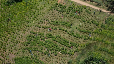 Kolumbien ist der größte Kokainproduzent der Welt. (Archivbild) (Foto: Fernando Vergara/AP)