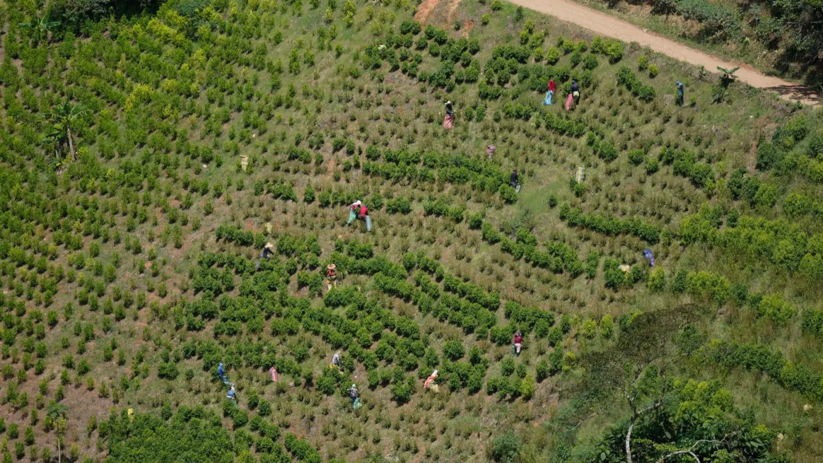Kolumbien ist der größte Kokainproduzent der Welt. (Archivbild) (Foto: Fernando Vergara/AP)