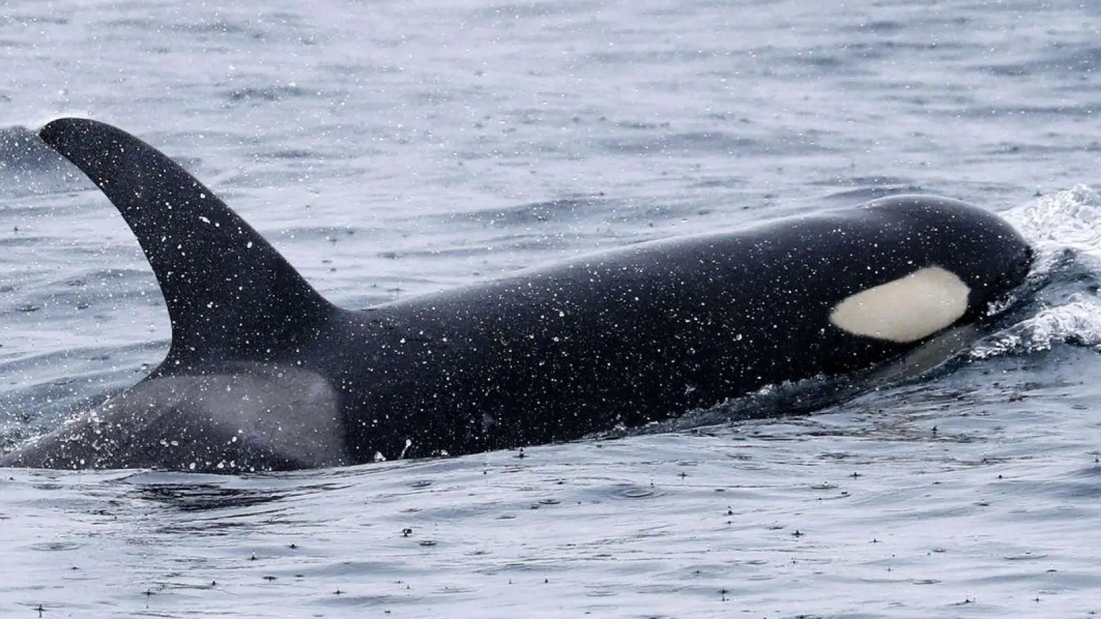 Orcas leben weltweit - wie hier bei Japan. Aber nur Tiere in der iberischen Region zeigen das mysteriöse Verhalten. (Archivbild) (Foto: -/Kyodo/dpa)