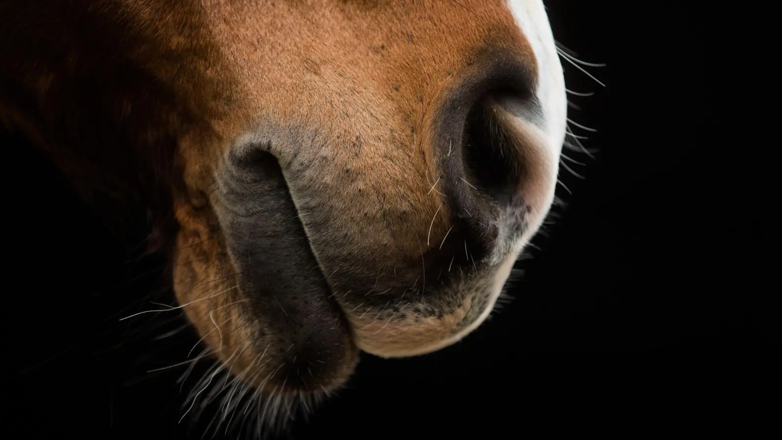 Nach der Tierquälerei in München hat die Polizei neue Ermittlungsergebnisse. (Symbolbild) (Foto: Rolf Vennenbernd/dpa)