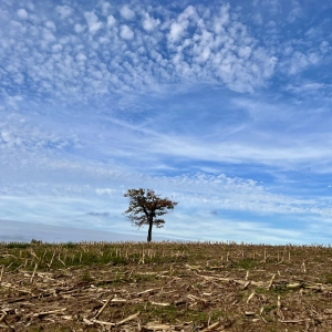 Ein Baum im Stoppelfeld - gesehen bei Mönchsroth (Foto: Karin Mahler)