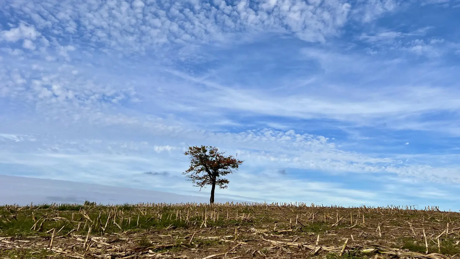 Ein Baum im Stoppelfeld - gesehen bei Mönchsroth (Foto: Karin Mahler)