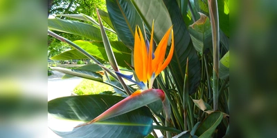 Zur Blütezeit stehen die an Paradiesvögel erinnernden Blüten der Strelitzie ganz im Mittelpunkt der Kübelpflanzen. (Foto: Peter Busch)