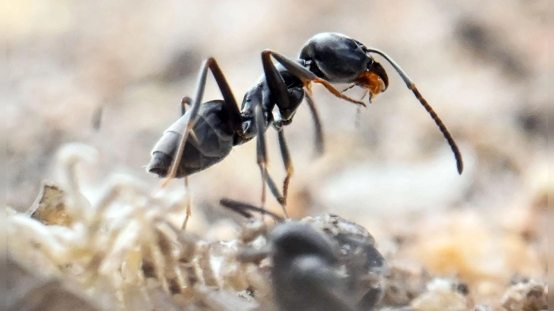 Die invasive Große Drüsenameise ist an ihrer tiefschwarzen Farbe und der enormen Koloniebildung zu erkennen. (Foto: Uli Deck/dpa/dpa-tmn)