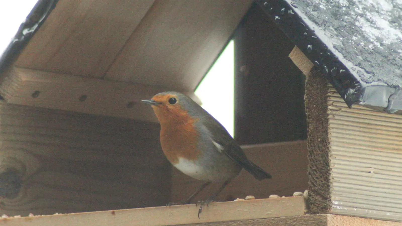 Das Rotkehlchen sieht man leider seltener in den Gärten. (Foto: Mathias Neigenfind)