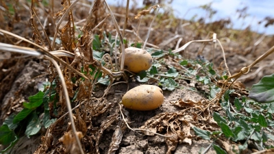 Ernte in Deutschland: Landwirte erwarten dickes Minus wegen extremer Trockenheit. (Archivbild) (Foto: Roberto Pfeil/dpa)