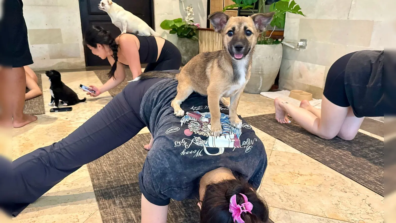 Beim Puppy Yoga springen die Welpen gerne auf den Rücken der Teilnehmer. (Foto: Carola Frentzen/dpa)