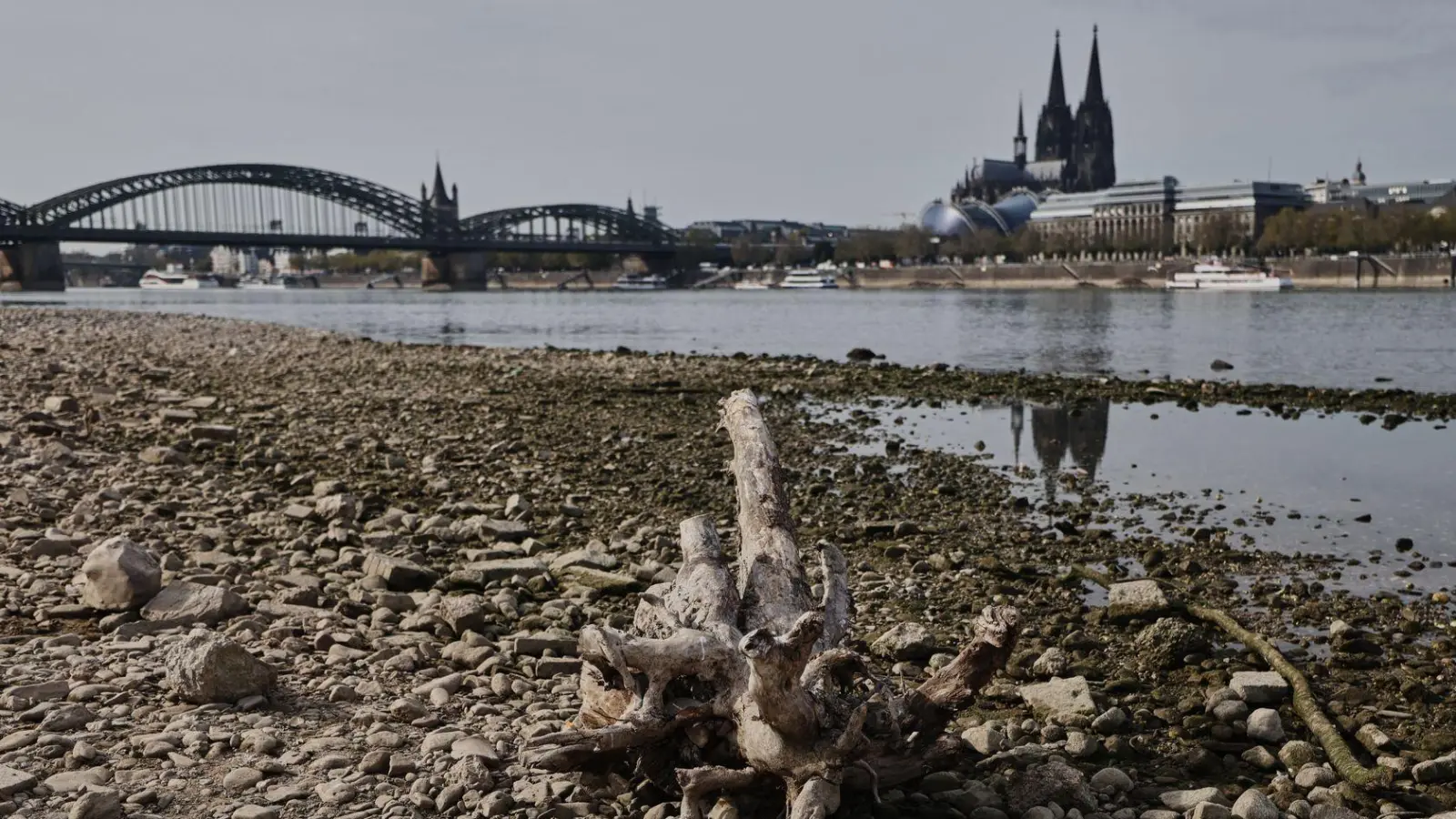 In großen Teilen Europas kam es zu Niedrigwasser - wie hier in Köln. (Foto: Oliver Berg/dpa)