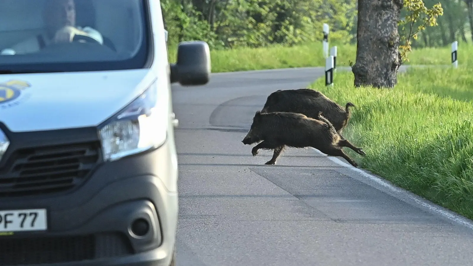 Nicht nur für die Tiere, auch für Autofahrer können Zusammenstöße gefährlich werden. (Symbolbild) (Foto: Patrick Pleul/dpa-Zentralbild/dpa)