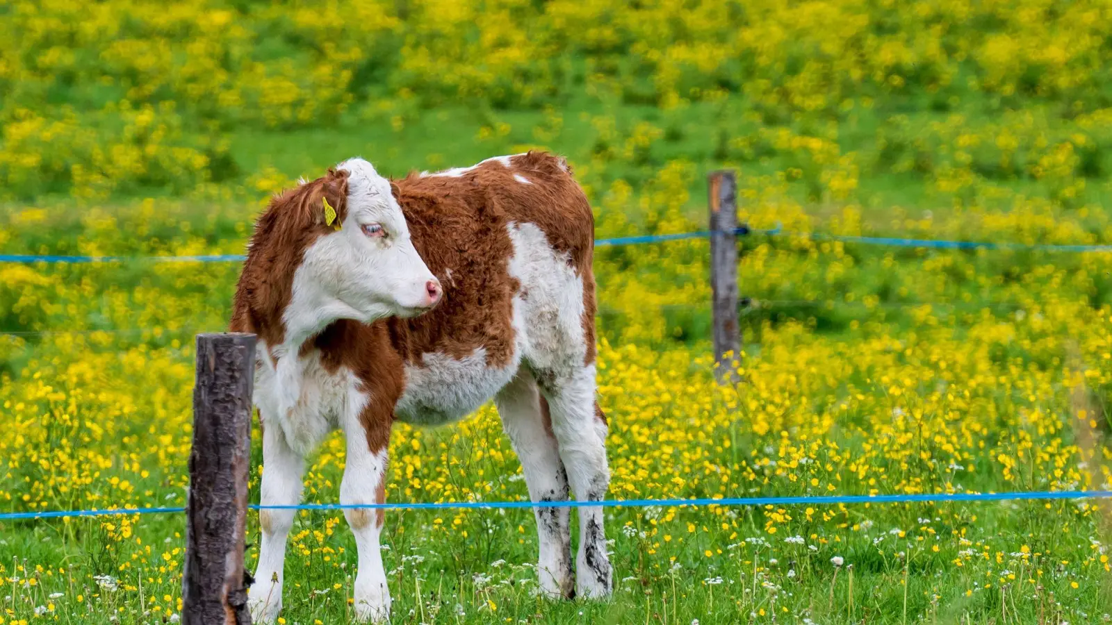 Nach einer kurzen Pause kehrt in Bayern der Frühling zurück. (Archivbild) (Foto: Peter Kneffel/dpa)