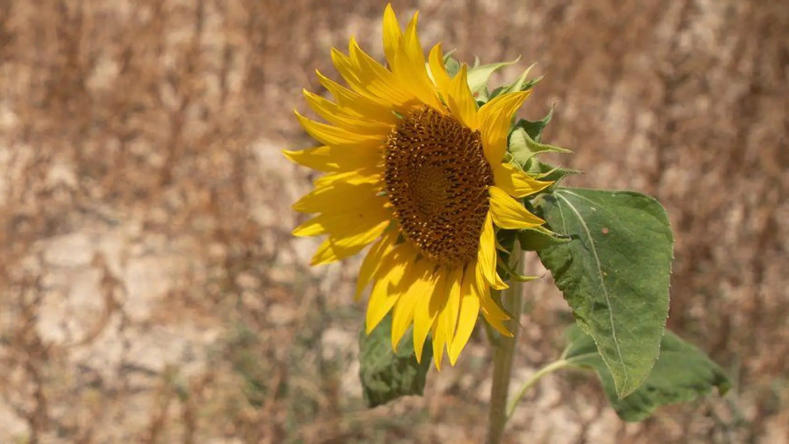 Viele Pflanzen haben ab 30 Grad Hitzestress (Archivbild) (Foto: Clara Margais/dpa)