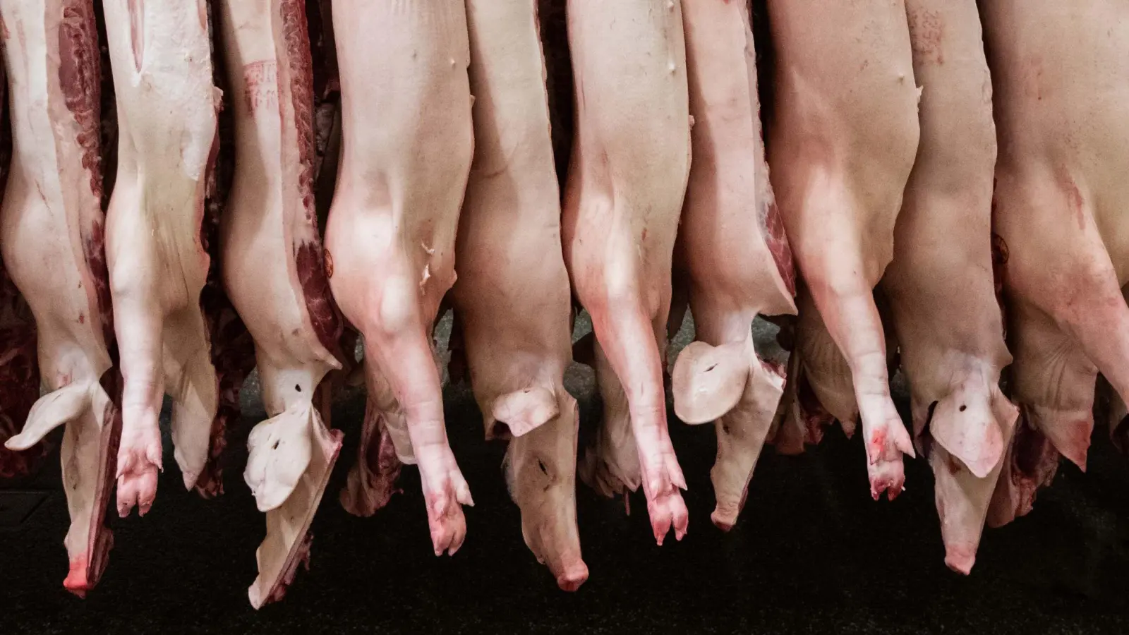 Die Schlachtmenge bei Schweinefleisch steigt um 1,9 Prozent. (Archivbild) (Foto: Mohssen Assanimoghaddam/dpa)