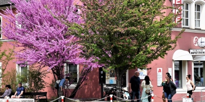 Genießen Sie das Frühlingsfest in Neustadt an der Aisch! (Foto: Gudrun Schwarz-Köhler)