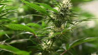 Die Ermittler hoben drei Plantagen zum professionellen Anbau von Cannabispflanzen aus. (Symbolbild) (Foto: Martin Schutt/dpa)