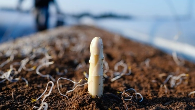 Die Spargelsaison beginnt laut dem Verband Süddeutscher Spargel- und Erdbeeranbauer in Baden-Württemberg Mitte März. (Archivbild) (Foto: Uwe Anspach/dpa)