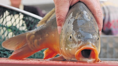 Keinen Karpfen erwischten zwei Angler am Leitenweiher. (Symbolbild: Christa Frühwald)