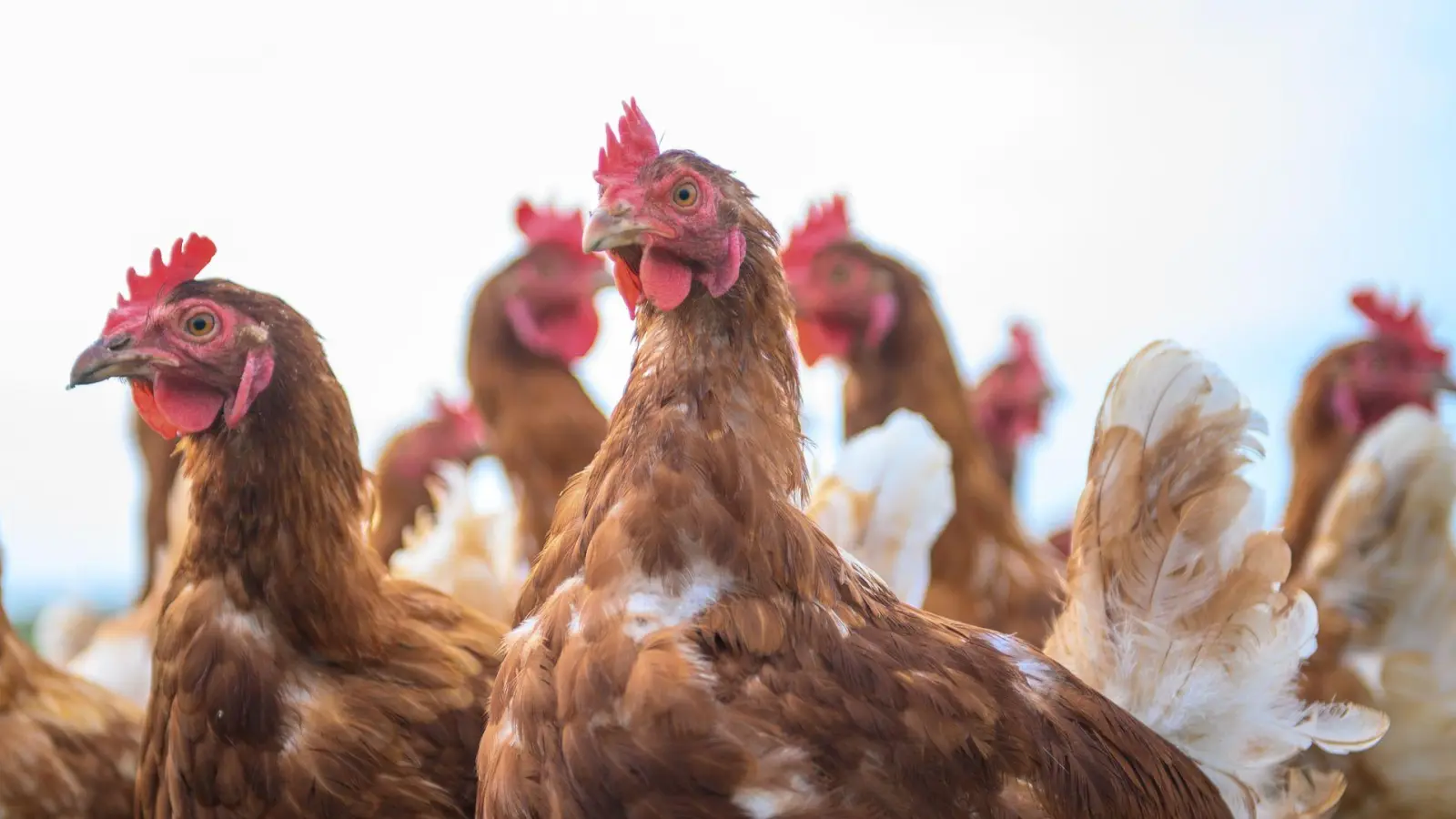 Einer Studie zufolge profitieren Hühner von menschlichen Berührungen. (Symbolbild) (Foto: Klaus-Dietmar Gabbert/dpa)