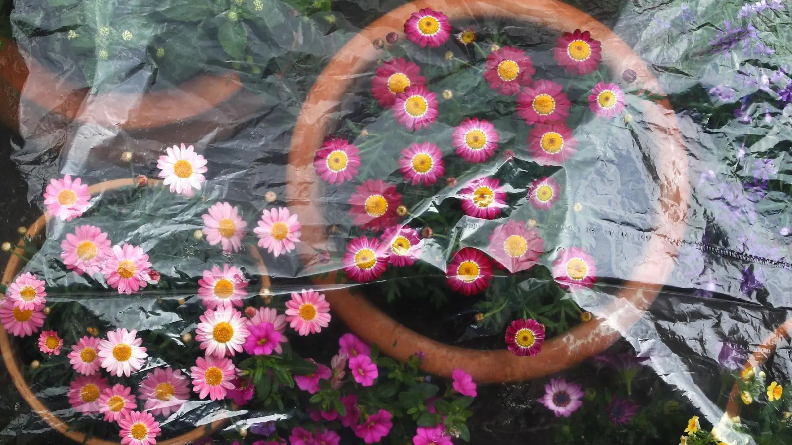 Für eine frostige Nacht lassen sich Topfpflanzen noch mal warm einpacken. (Foto: Karl-Josef Hildenbrand/dpa/dpa-tmn)