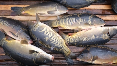 Karpfen gelten in Bayern als beliebter Speisefisch. (Symbolfoto)  (Foto: Sebastian Willnow/dpa)