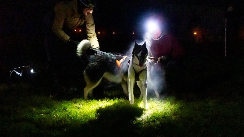 Am ersten Tag des 28. Internationalen Schlittenhundewagenrennens off Snow findet ein Nachtlauf statt. (Foto: Evi Lemberger)