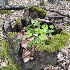 Natürliche Bepflanzung - gesehen im Dentleiner Forst (Foto: Margit Lechner)
