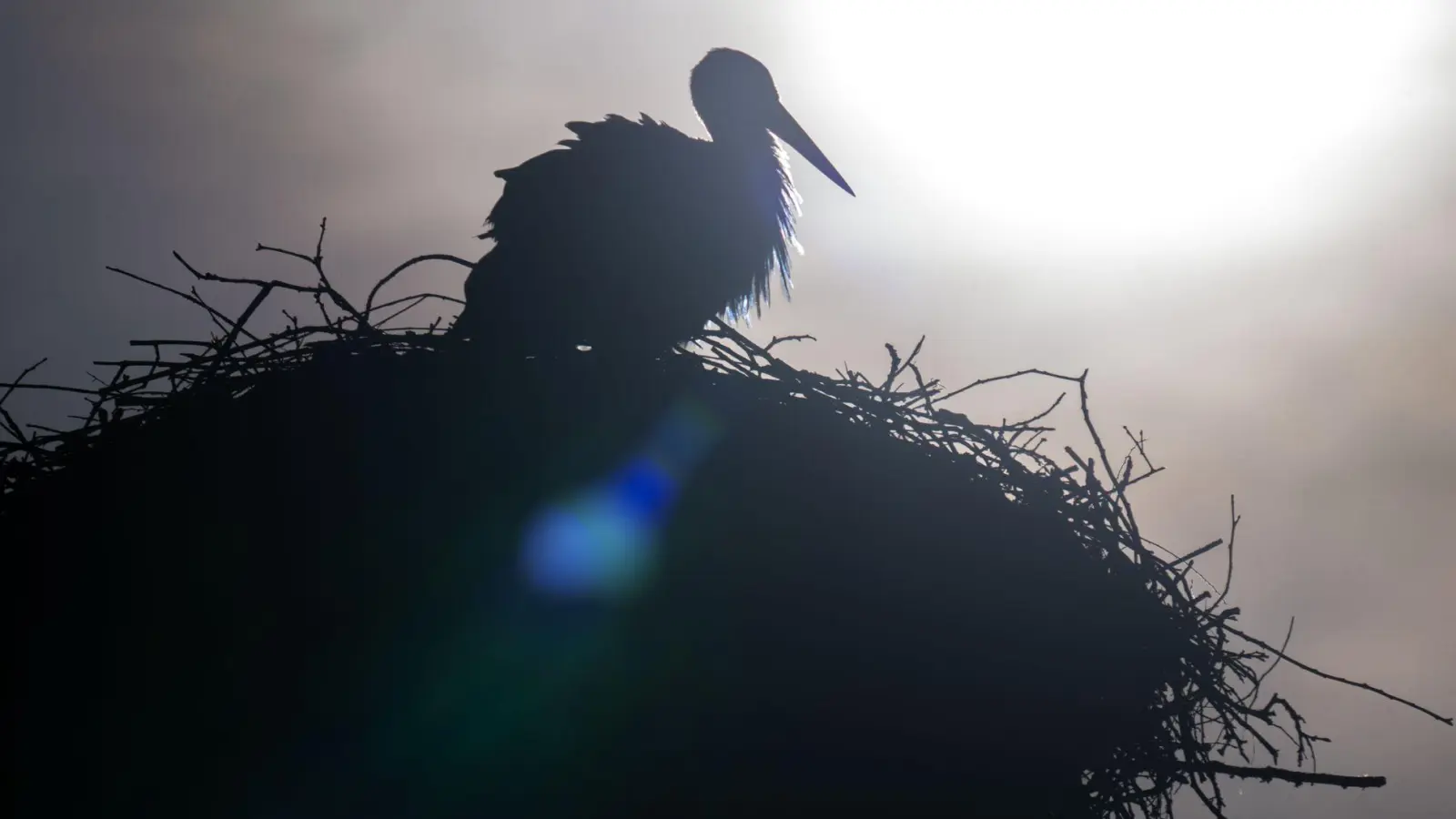  Laut Deutschem Wetterdienst soll es in Bayern am Sonntag und auch zu Wochenbeginn mit frühlingshaftem Wetter weitergehen. (Foto: Pia Bayer/dpa)