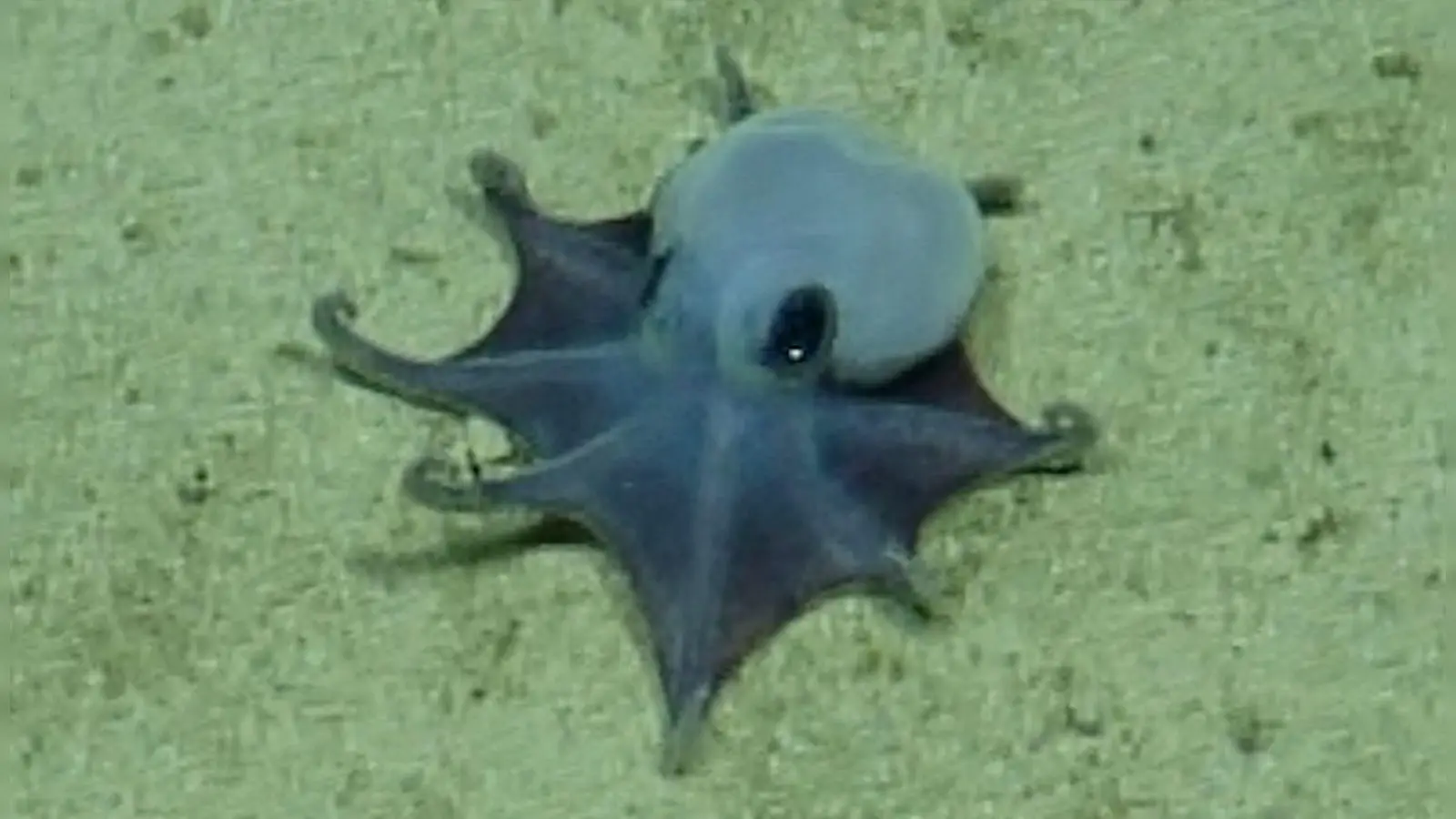 Der winzige blaue Oktopus ist in etwa so groß wie ein Golfball.  (Foto: -/Charles-Darwin-Stiftung/dpa)