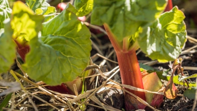 Sie wollen mehr davon? Rhabarber lässt sich im Frühling und im Herbst gut in den Garten setzen. (Foto: Christin Klose/dpa-tmn)