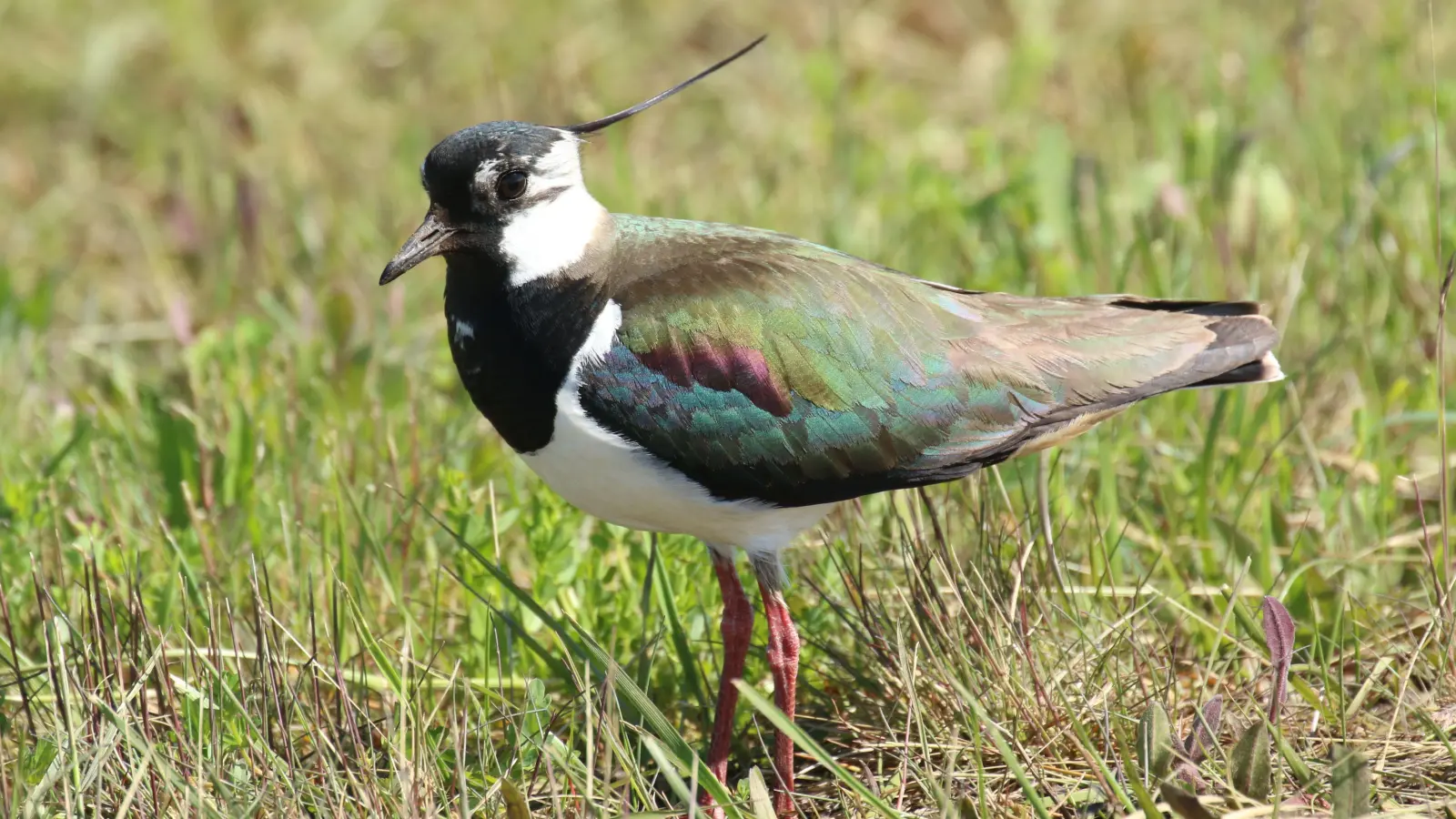 Der Kiebitz ist aus seinem Winterquartier zurückgekehrt. (Foto: Dirk Ullmann)