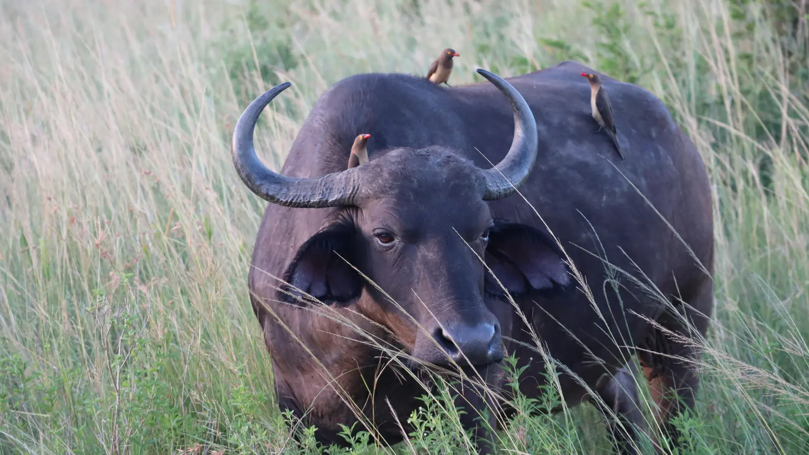 Wasserbüffel haben oft treue Begleiter. Die Oxpecker (auf Deutsch Madenhacker) befreien sie von Insekten und lassen sich von ihnen mittragen. (Foto: Gudrun Bayer)