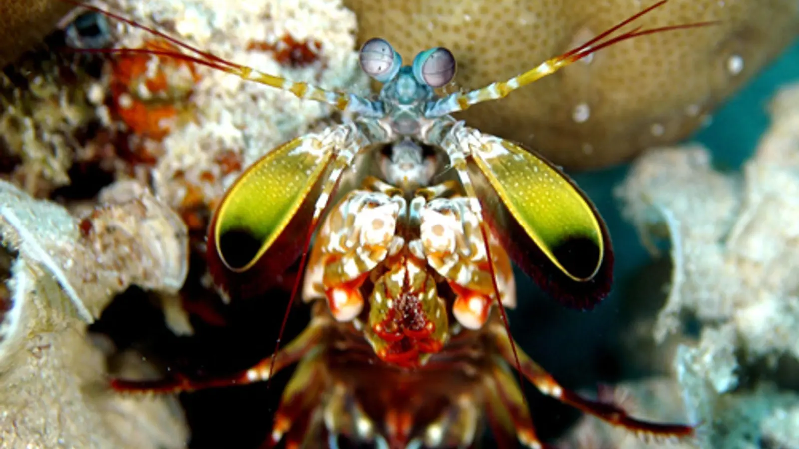 Mit ungeheurer Wucht zerschlagen Fangschreckenkrebse die Schalen von Schnecken und Muscheln oder töten Fische.  (Foto: Andy Law/Northwestern University/dpa)