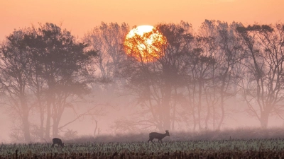 Rehe stehen im Sonnenaufgang auf einem abgeernteten Maisfeld und fressen. (Foto: Christian Charisius/dpa)