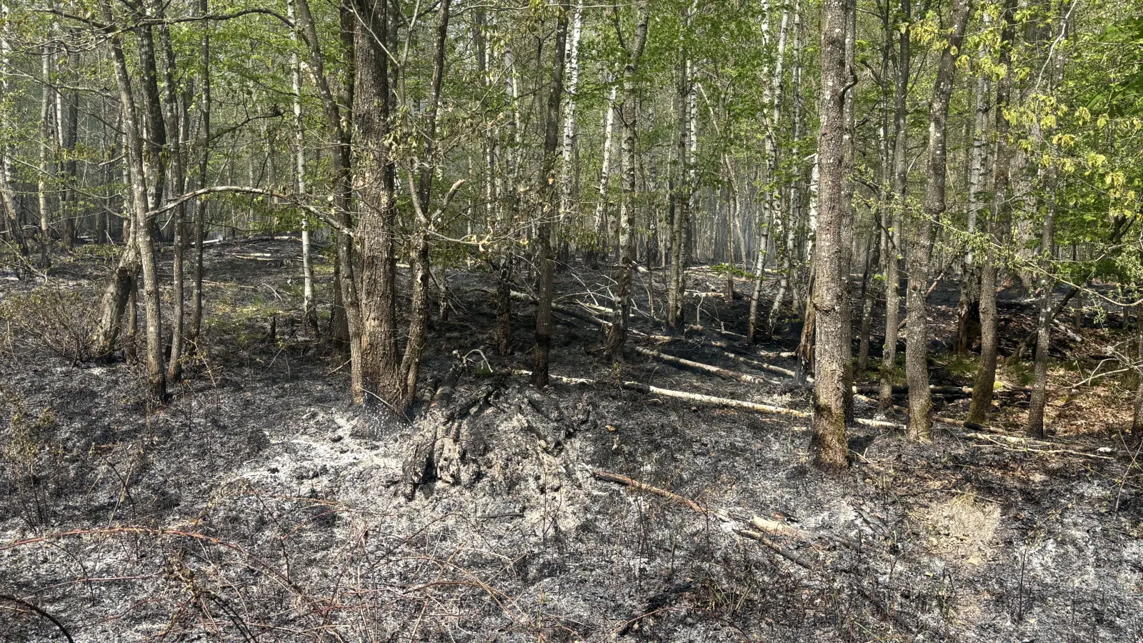 Die Flammen hatten sich auf einer Fläche von rund 300 mal 400 Metern ausgebreitet.  (Foto: NEWS5 / Kevin Weddig)